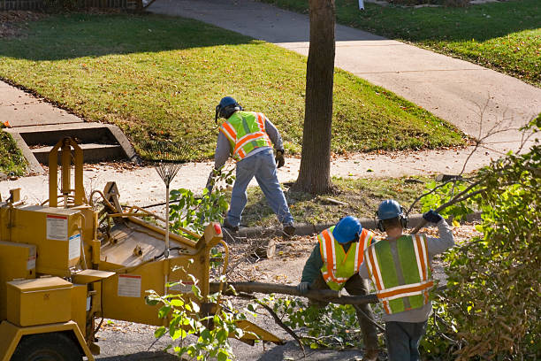 Best Leaf Removal  in San Rafael, CA